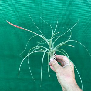 Tillandsia - exserta x lorentziana ex. BG