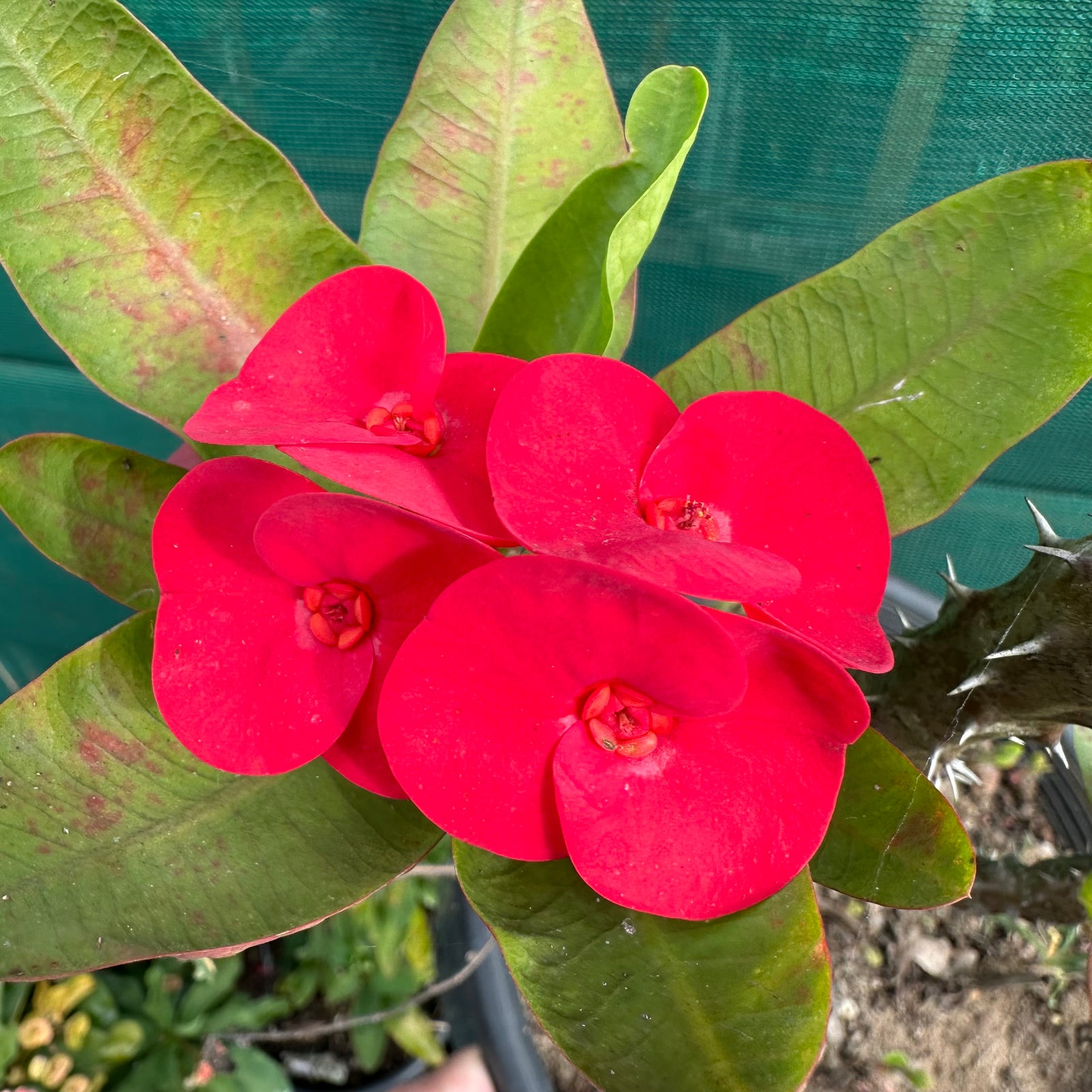 Poysean - Euphorbia milii P031