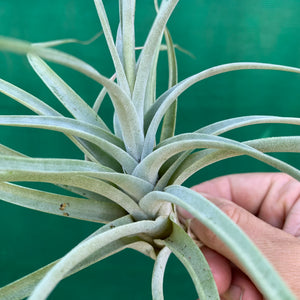 Tillandsia - albida x utriculata ex. PT