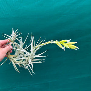 Tillandsia - nuptialis ex. BD NEW