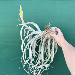Tillandsia - Silverado
