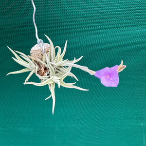 Tillandsia - paleacea ssp. apuramacensis ex. KK NEW