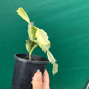 Zygocactus Variegated