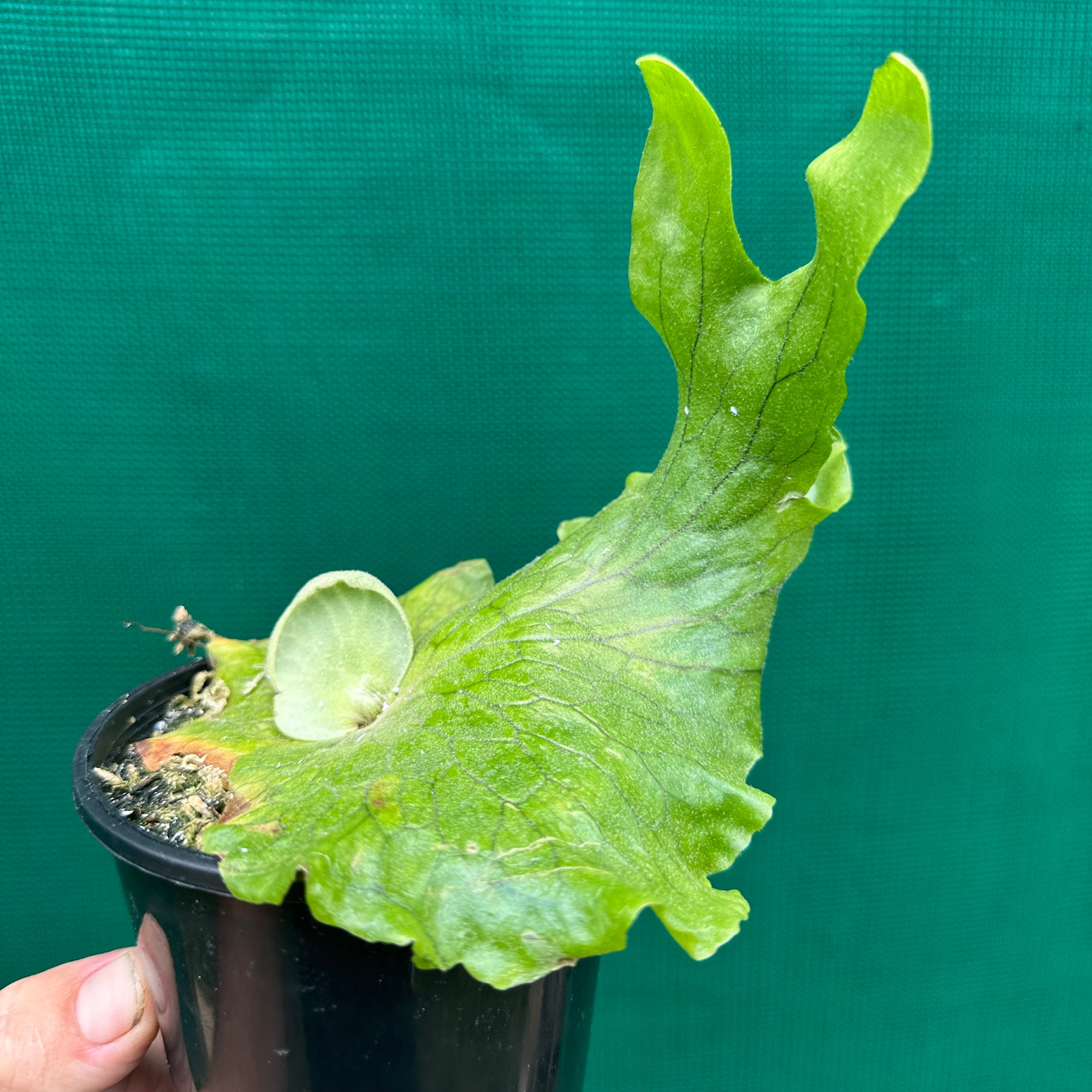 Platycerium - madagascariense - Air Plant Decor
