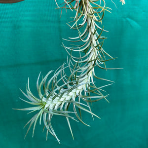 Tillandsia - araujei x tenuifolia ex. BG NEW