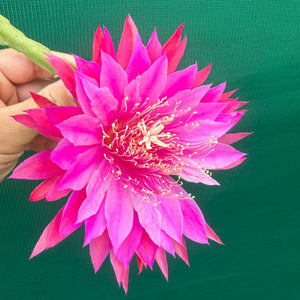 Epi. Hybrid Kiwi Razzle Dazzle EH86