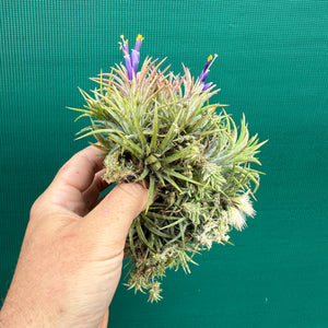 Tillandsia ionantha ‘BOE750’ (Mature Clump) NEW