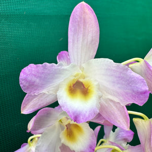Orchid - Dendrobium ‘Mauve & Yellow Center’ NEW