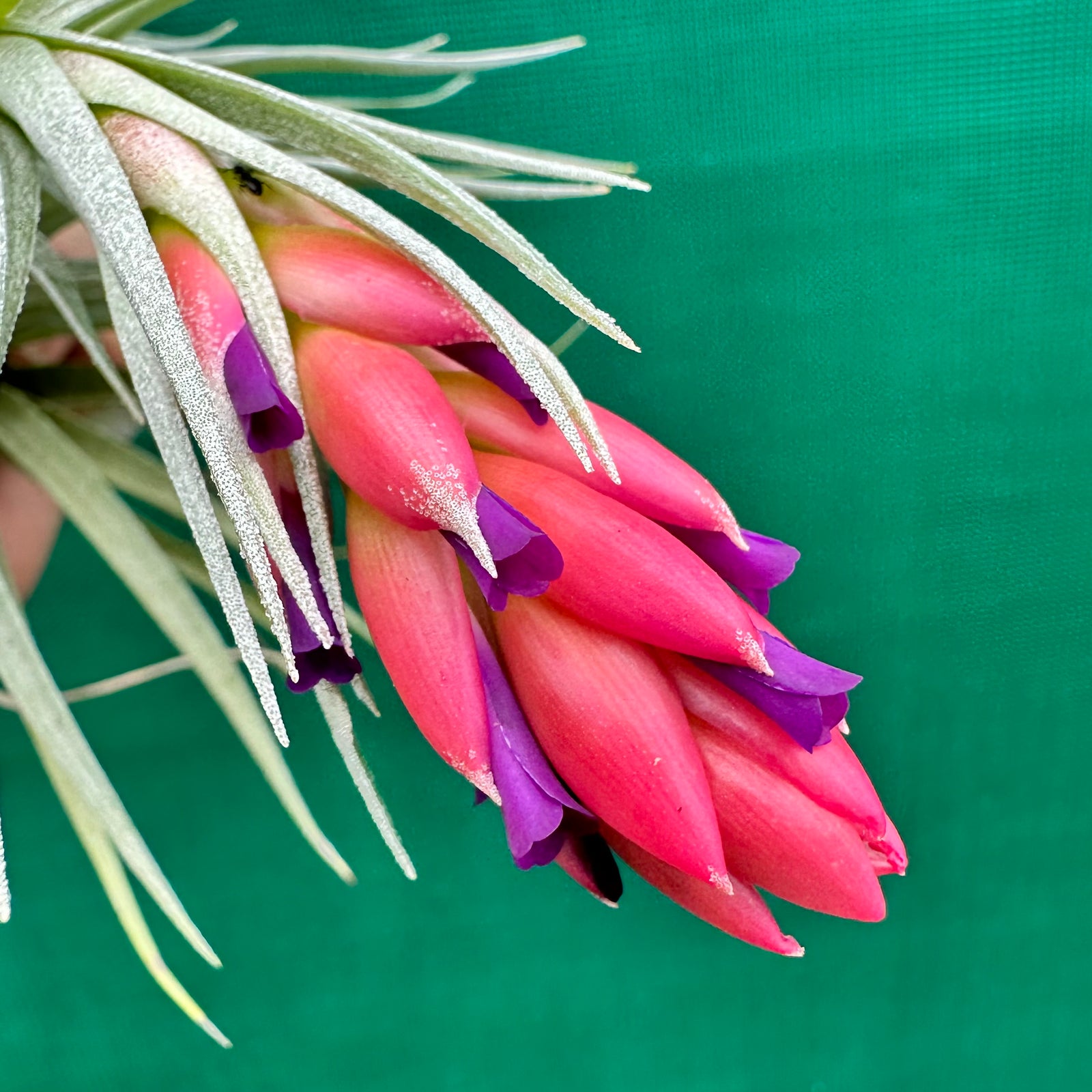 Tillandsia - Tamaree