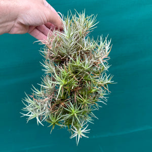 Tillandsia cocoensis (Mature Clump) NEW