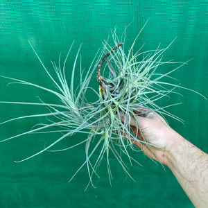 Tillandsia - caerulea x straminea ex. PT (Fragrant)