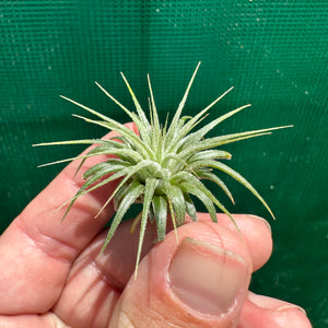 Tillandsia - ionantha ‘APD005’