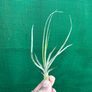 Tillandsia - Tooshi ex. TI