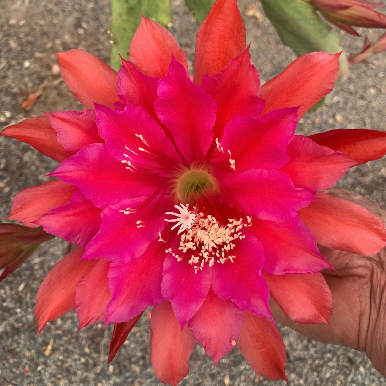 Epi. Hybrid Kiwi Musical EH98