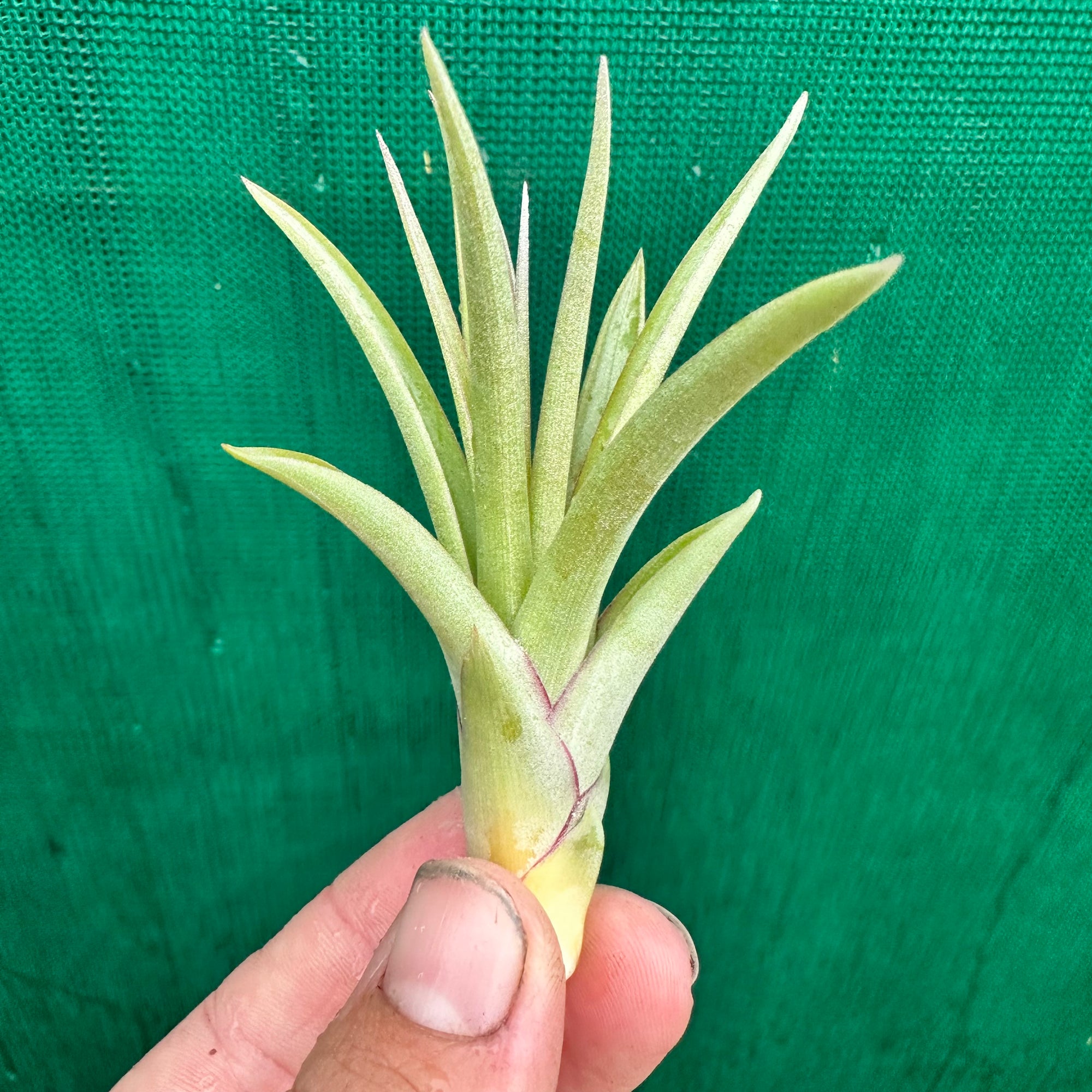 sparkler air plant Tillandsia - Sparkler ex. NR