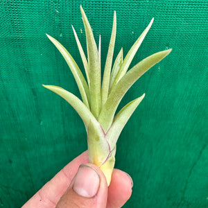 Tillandsia - Sparkler ex. NR