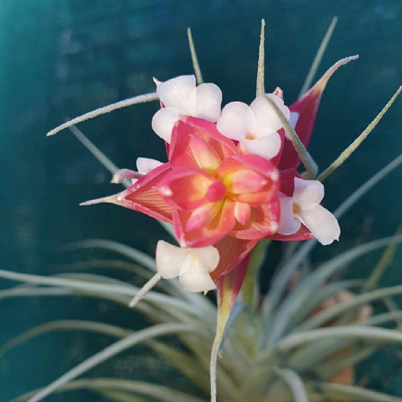 Tillandsia - Cherry Gem ex. BG