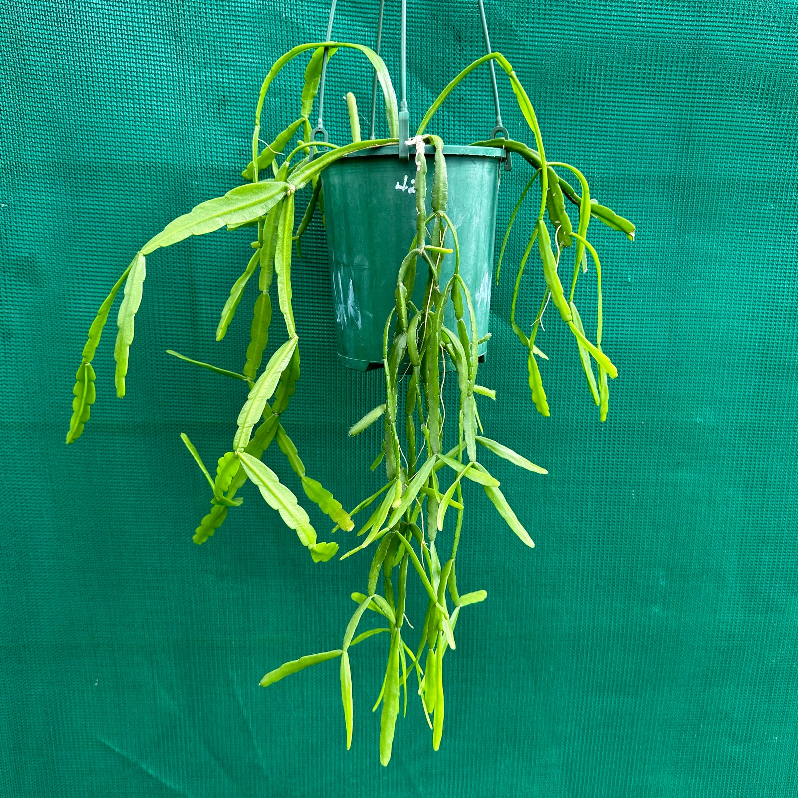 Rhipsalis micrantha f. Rauhiorum - R55