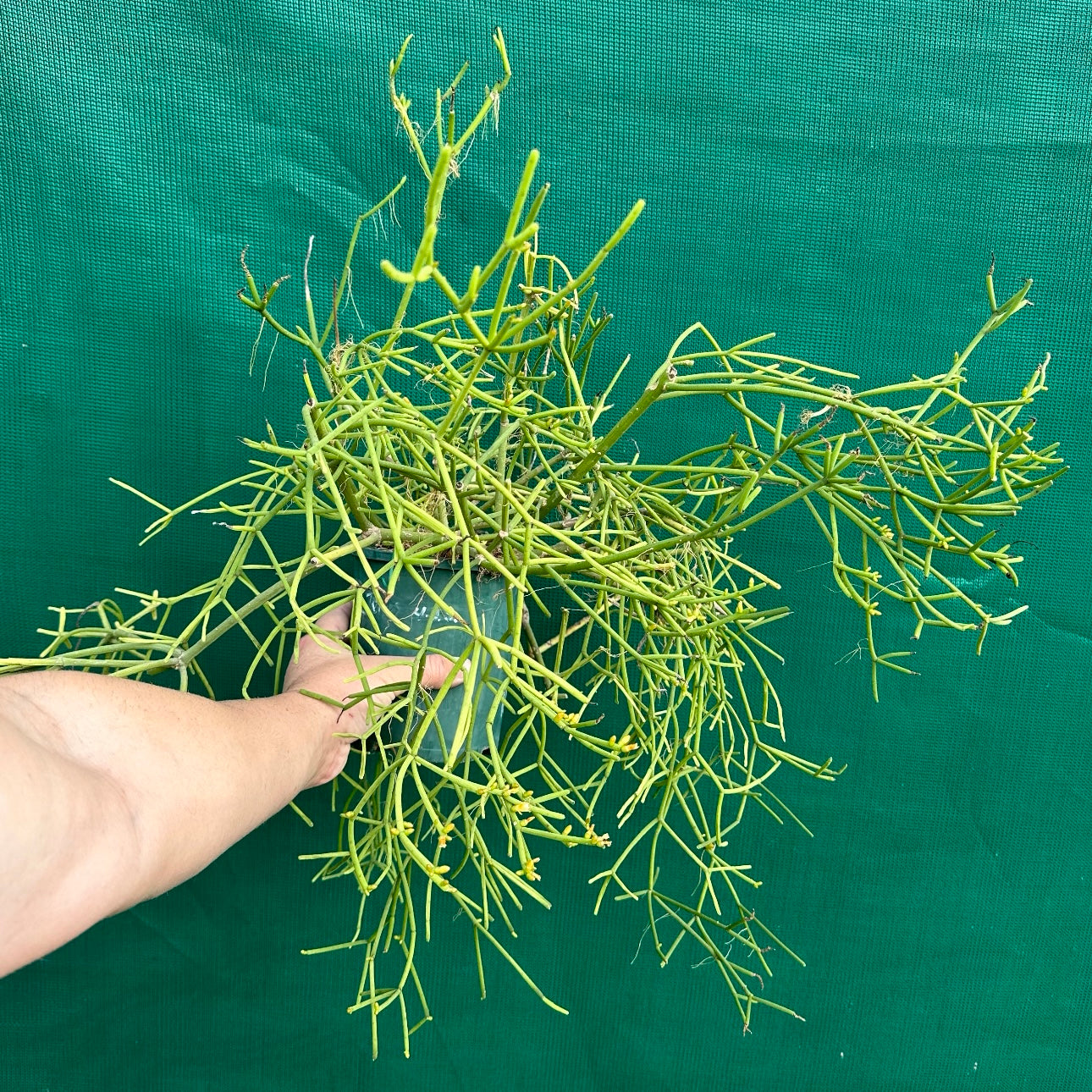 Rhipsalis grandiflora - R10