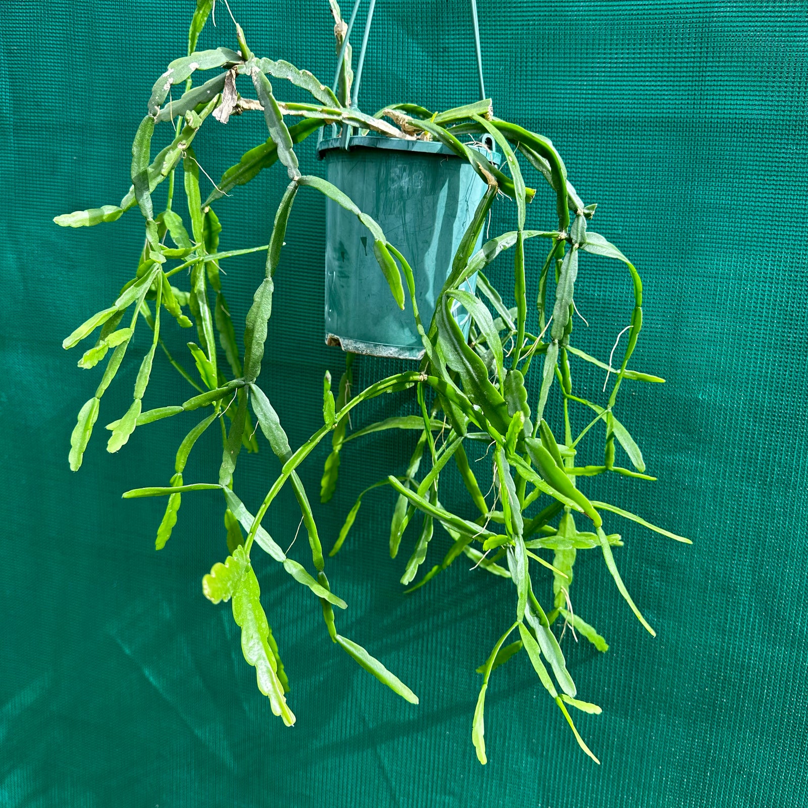 Rhipsalis micrantha f. Rauhiorum - R55