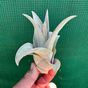 Tillandsia - streptophylla ‘Giant Form’