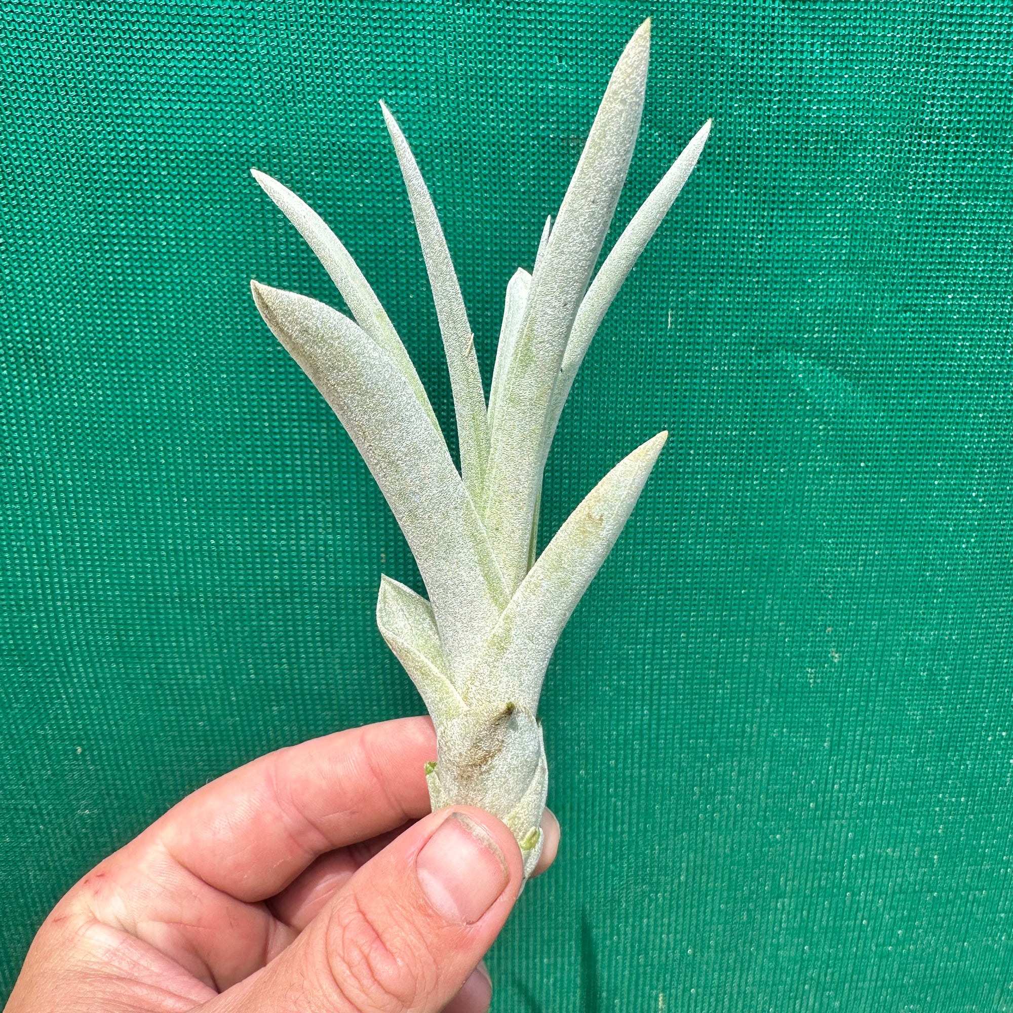 Tillandsia - Steve ex. JO NEW