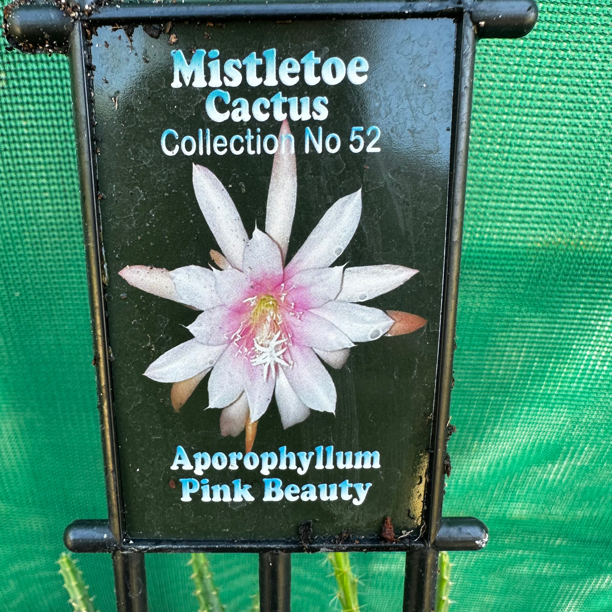 Aporocactus Pink Beauty NEW