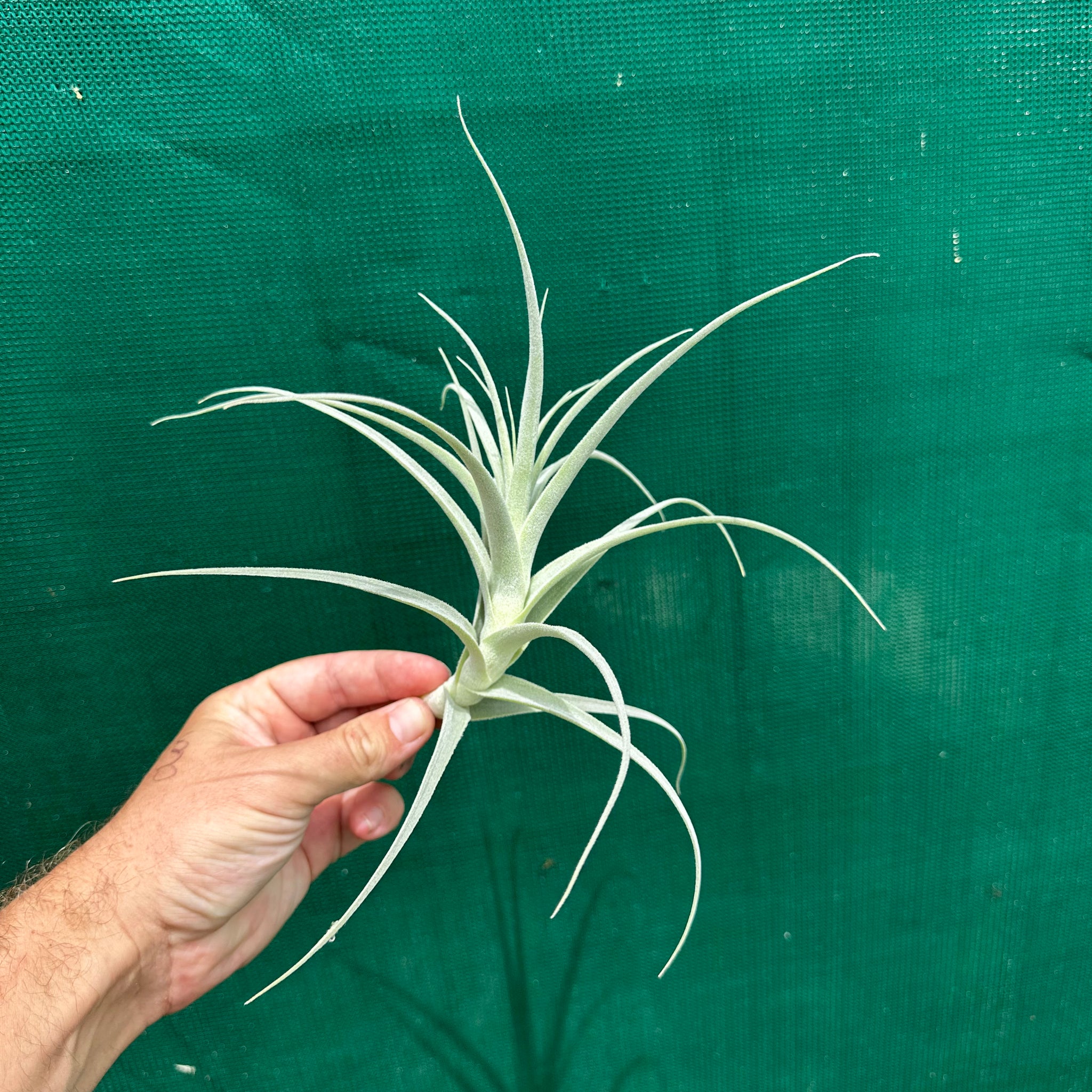 straminea air plant Tillandsia - straminea 'Small Caulescent' (Fragrant)