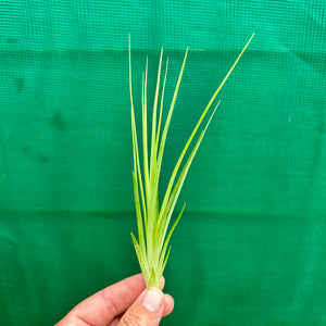 Tillandsia - Bob Holm’s Beauty ex. PT