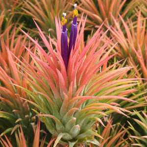 Tillandsia - ionantha ‘Ron’ (Asian Form)