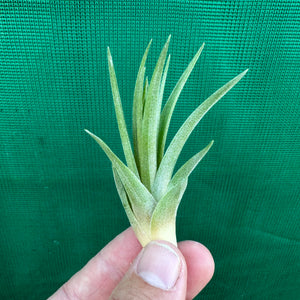Tillandsia - vernicosa Hybrid ex. BG