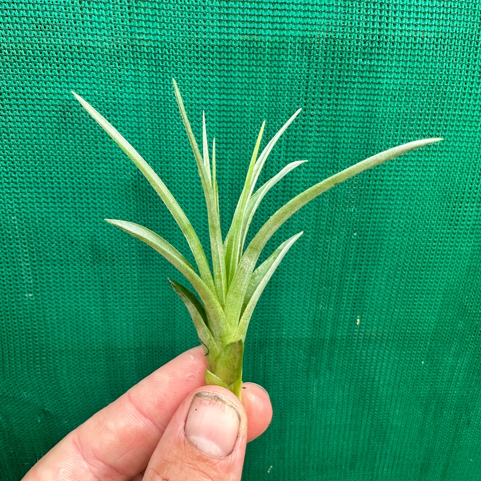 Tillandsia - Wolvi
