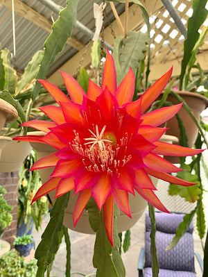 Epi. Hybrid Devine Intervention EH90 NEW