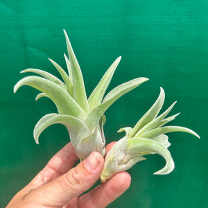 Tillandsia - streptophylla ‘Giant Form’