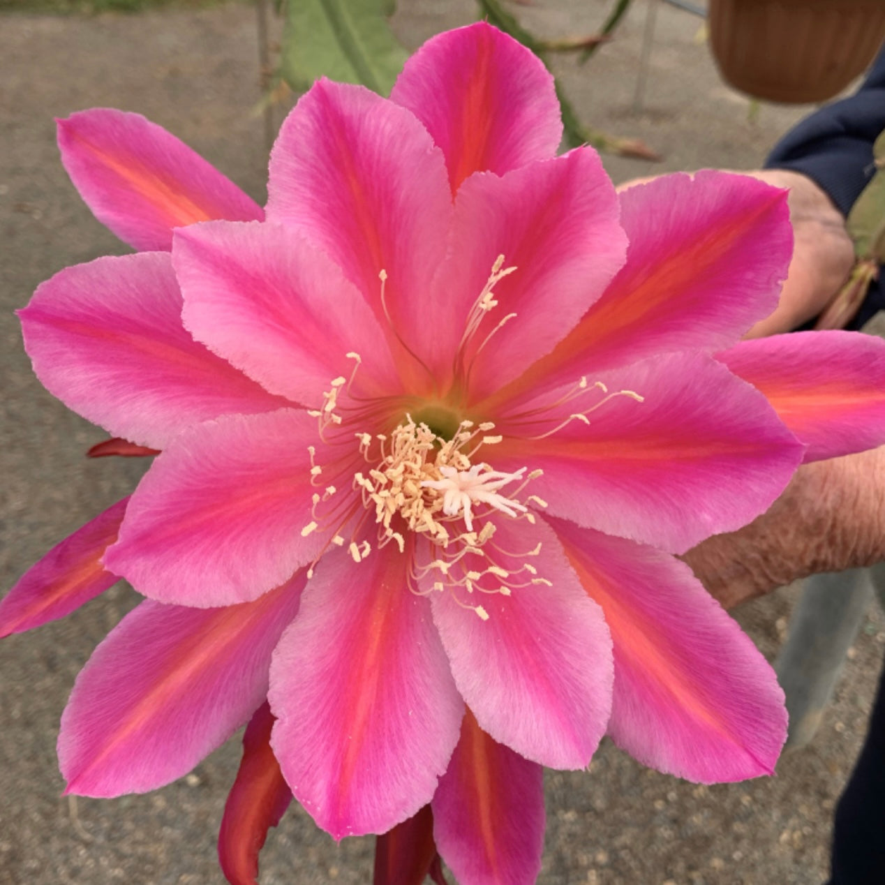 Epi. Hybrid Adorable