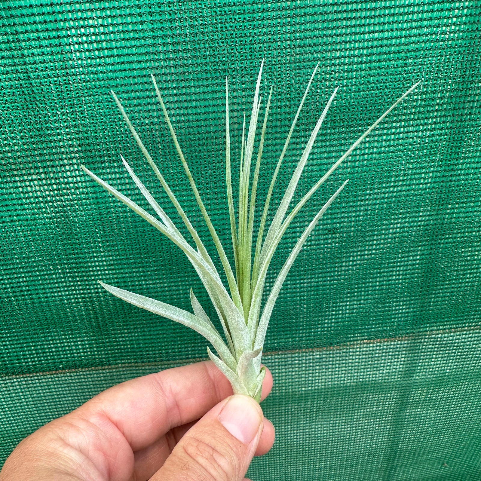 Tillandsia - Gardicta ex. CL