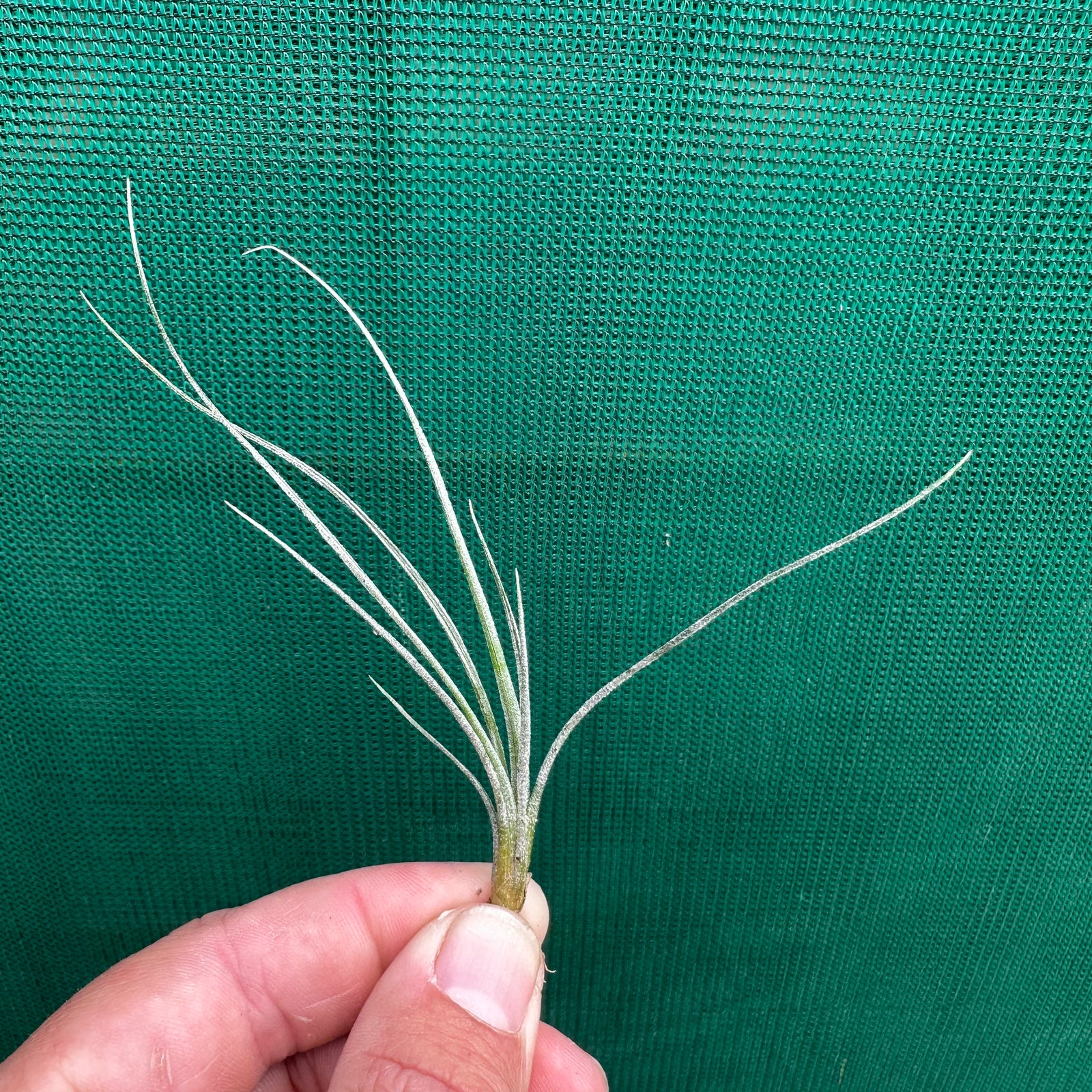 Tillandsia - hammeri ex. SN