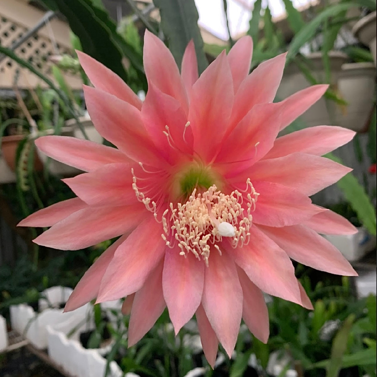 Epi. Hybrid Kiwi Beloved