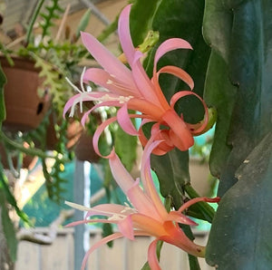 Epi. Hybrid Mary K. EH56 NEW