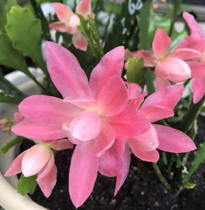 Disocactus phyllanthoides ‘German Express’