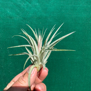 Tillandsia - Pink Sugar ex. DD