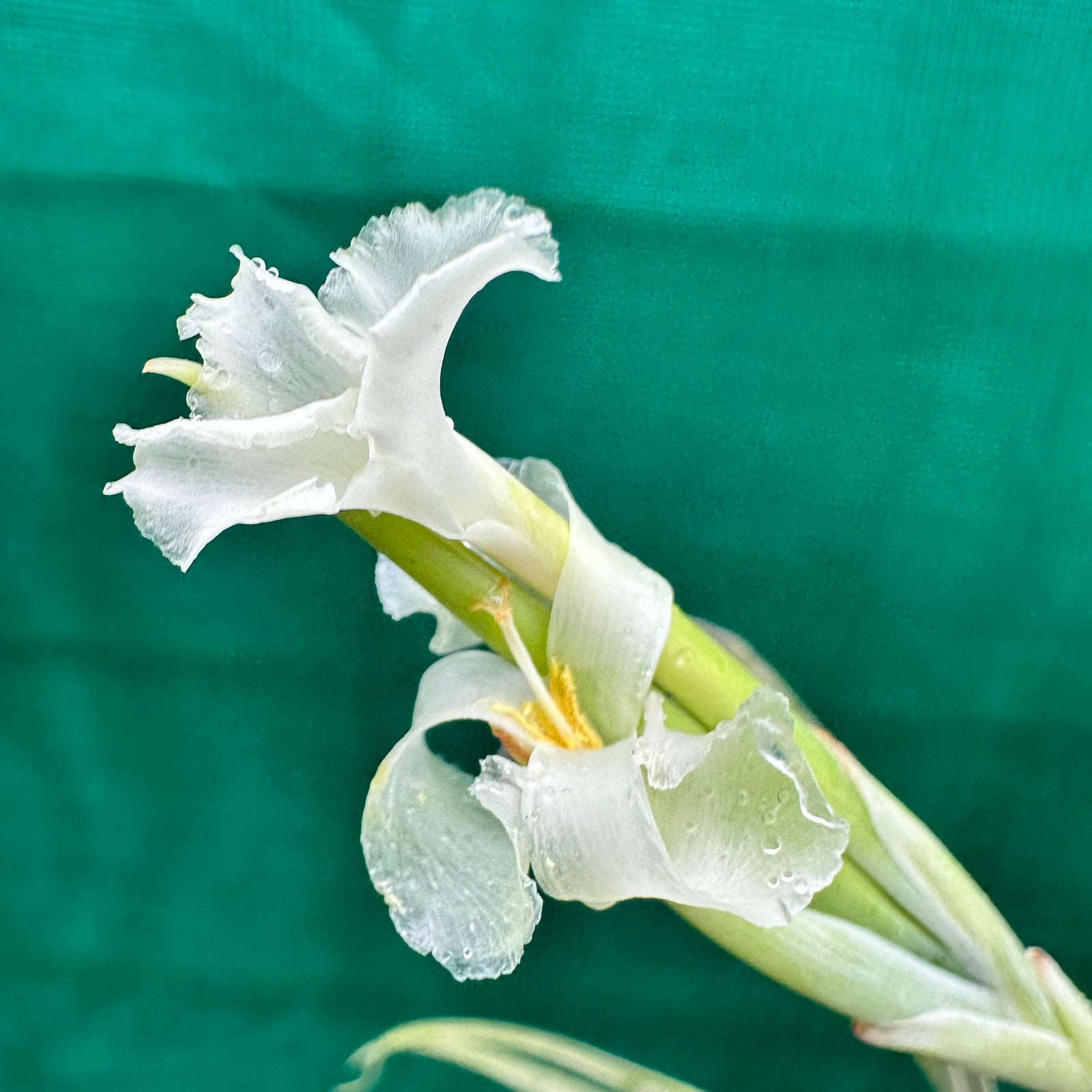 Tillandsia - xiphioides (Fragrant) ex. NR