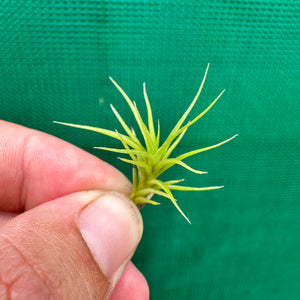 Tillandsia - aeranthos 'Minime' ex. CL