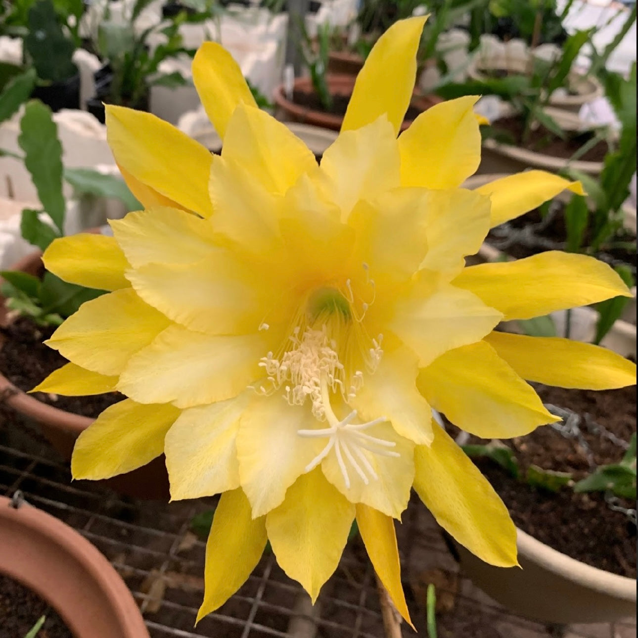 Epi. Hybrid Kiwi Sunshine EH93