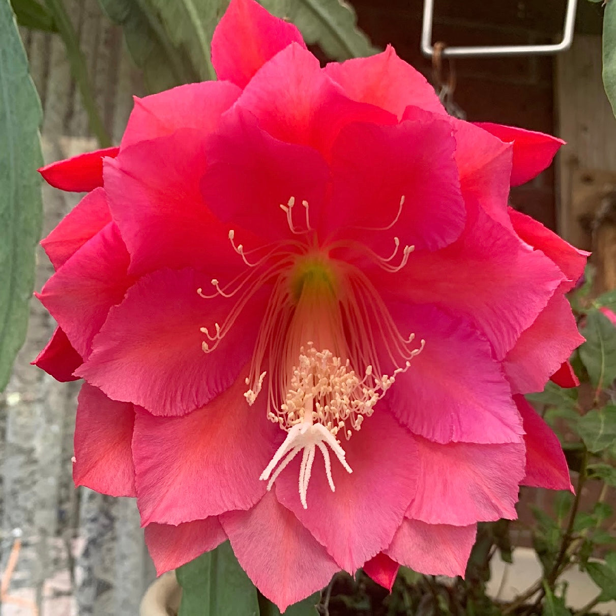 Epi. Hybrid Pink Perfection EH59