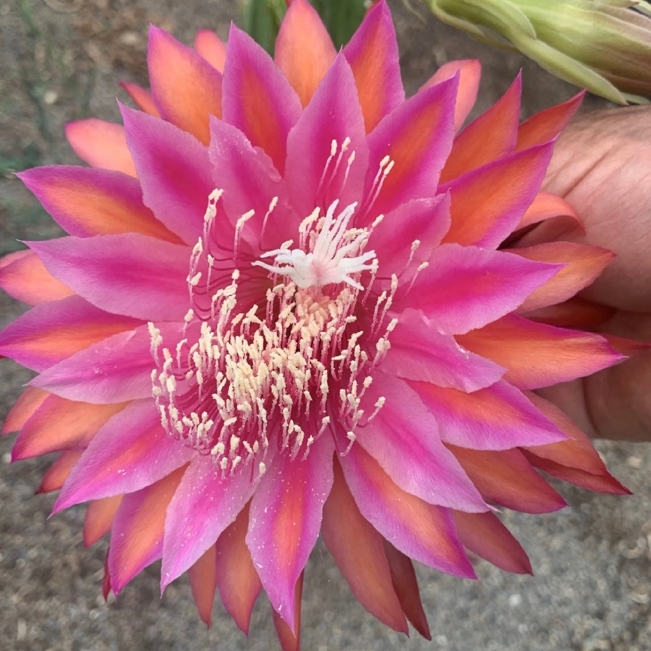 Epi. Hybrid Kiwi Razzle Dazzle EH86