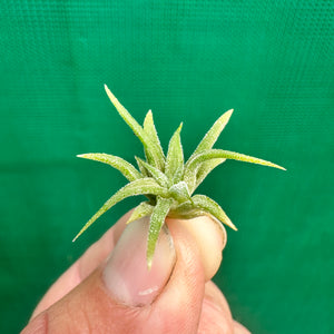 Tillandsia - ionantha ‘Druid Purple Flower’ ex. PT NEW