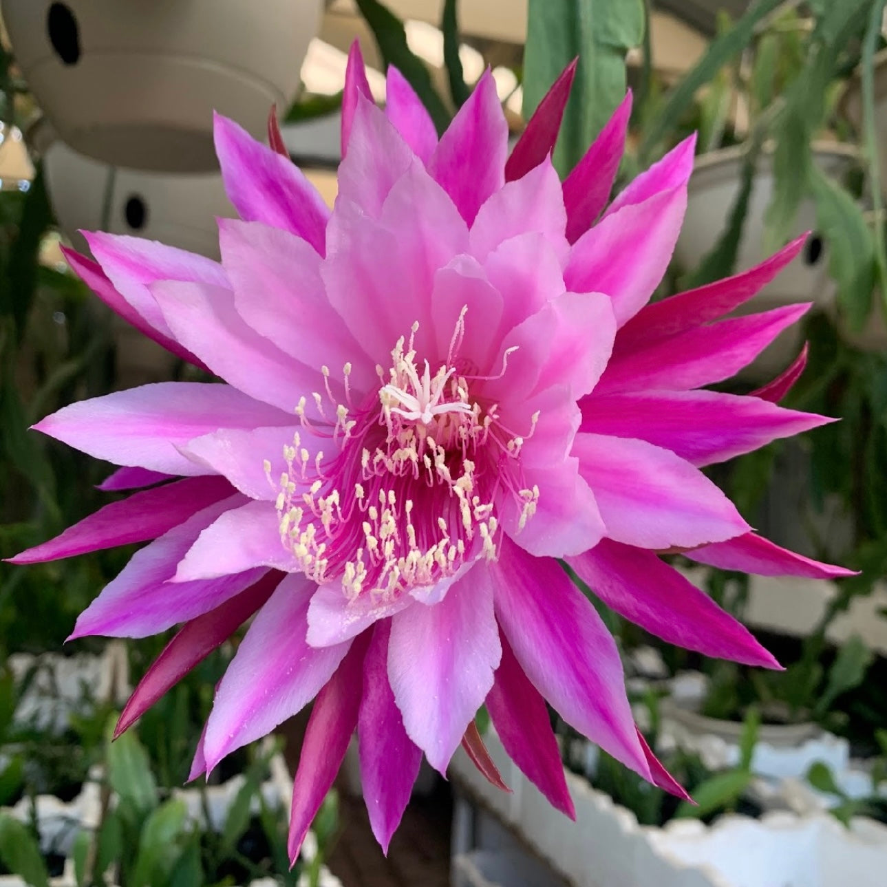 Epi. Hybrid Kiwi Testimonial EH88