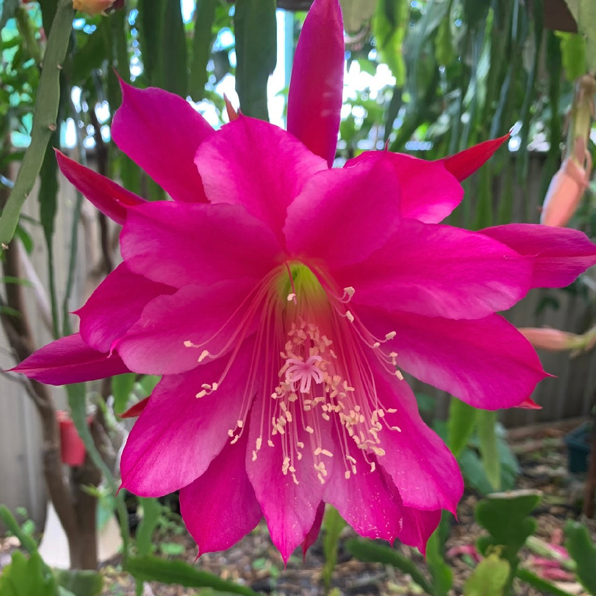 Epi. Hybrid Thunder Cloud EH72