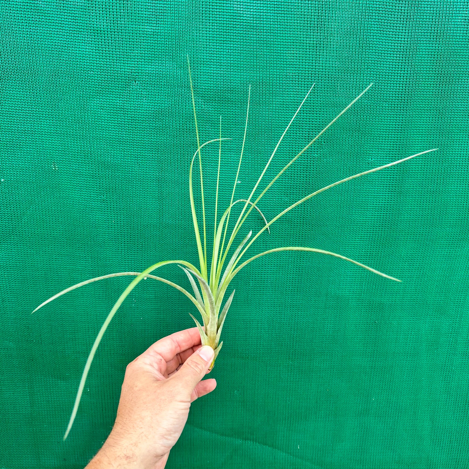 Tillandsia - aff rodrigueziana ‘Yellow’ ex. Richter